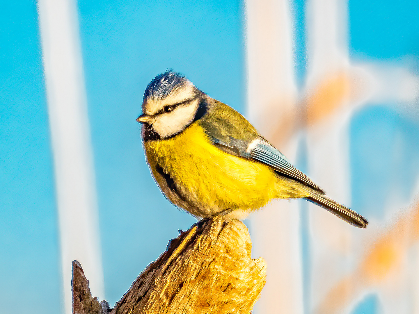 Blaumeise in der Abendsonne