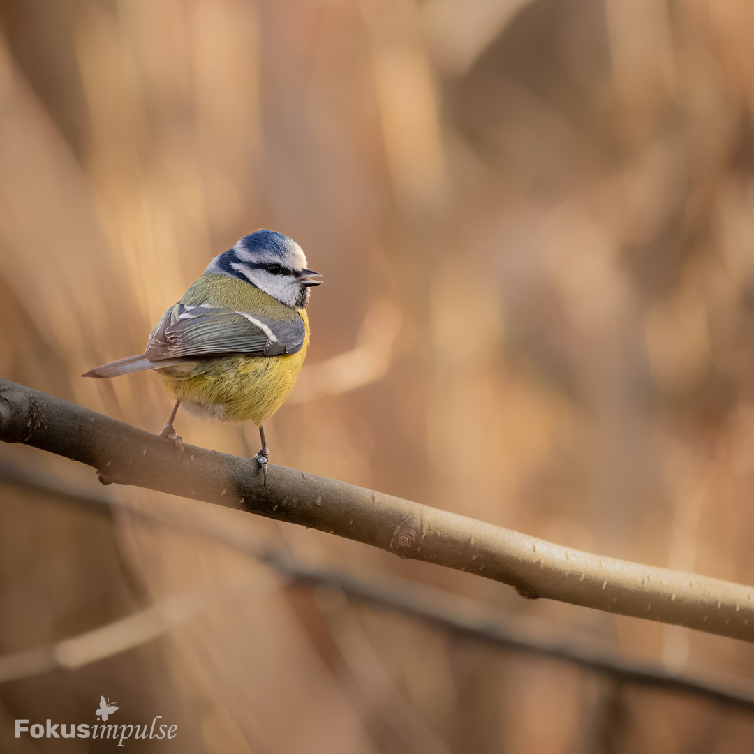 Blaumeise in der Dezembersonne