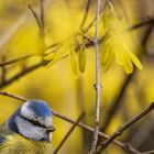 Blaumeise in der Forsythie 