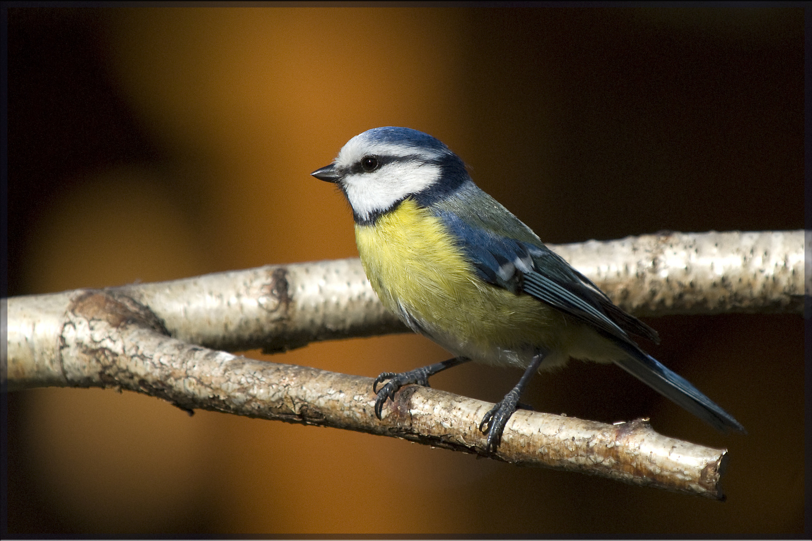 Blaumeise in der Frühlingssonne...