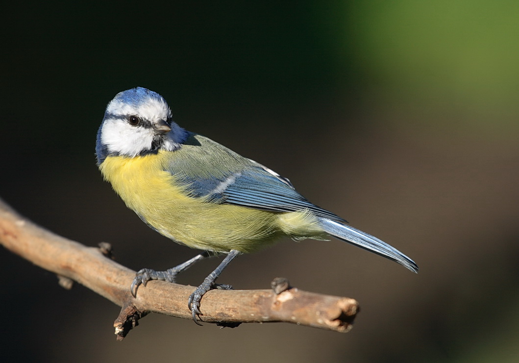 Blaumeise in der herbstlichen Kleidung.