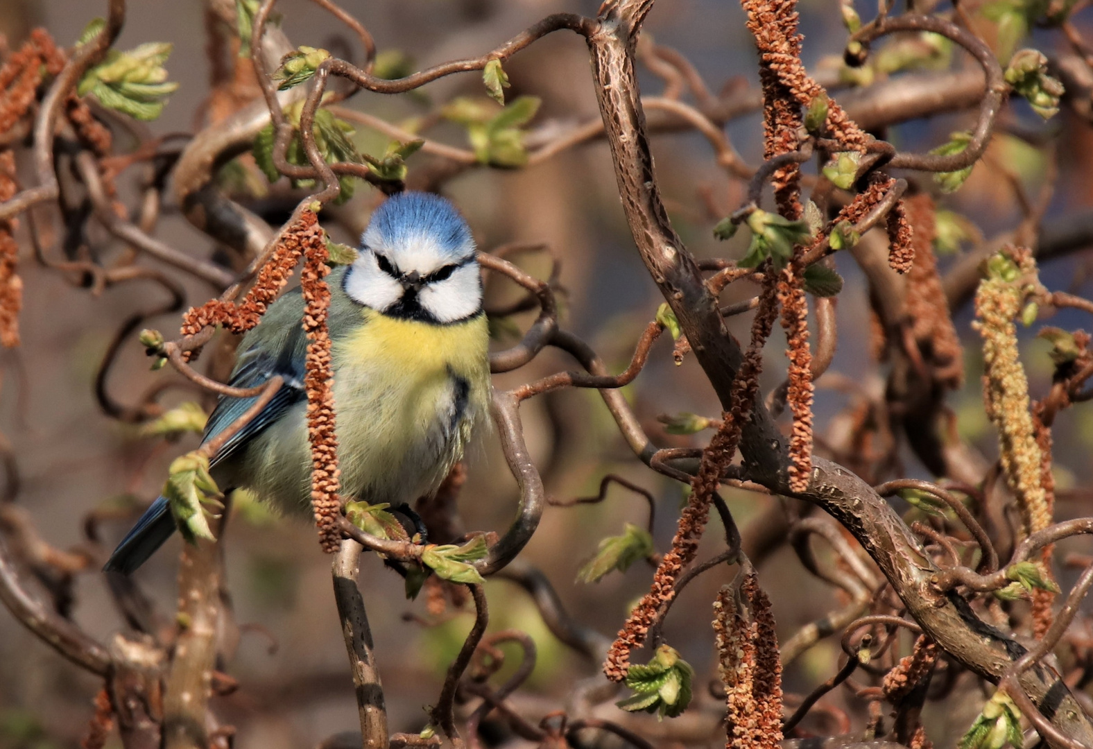 Blaumeise in der Korkenzieherweide 