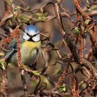 Blaumeise in der Korkenzieherweide 