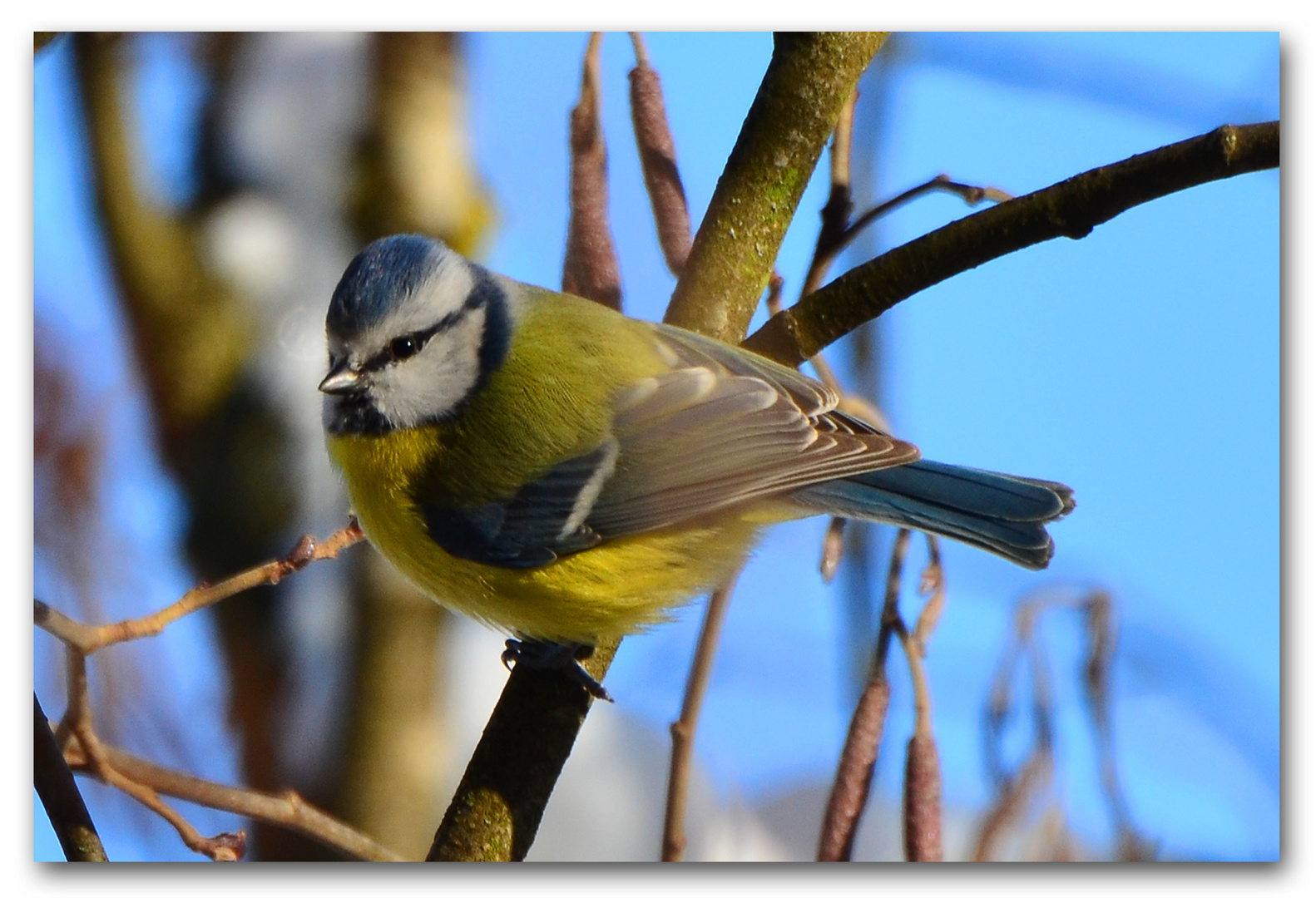 Blaumeise in der Mittagssonne III