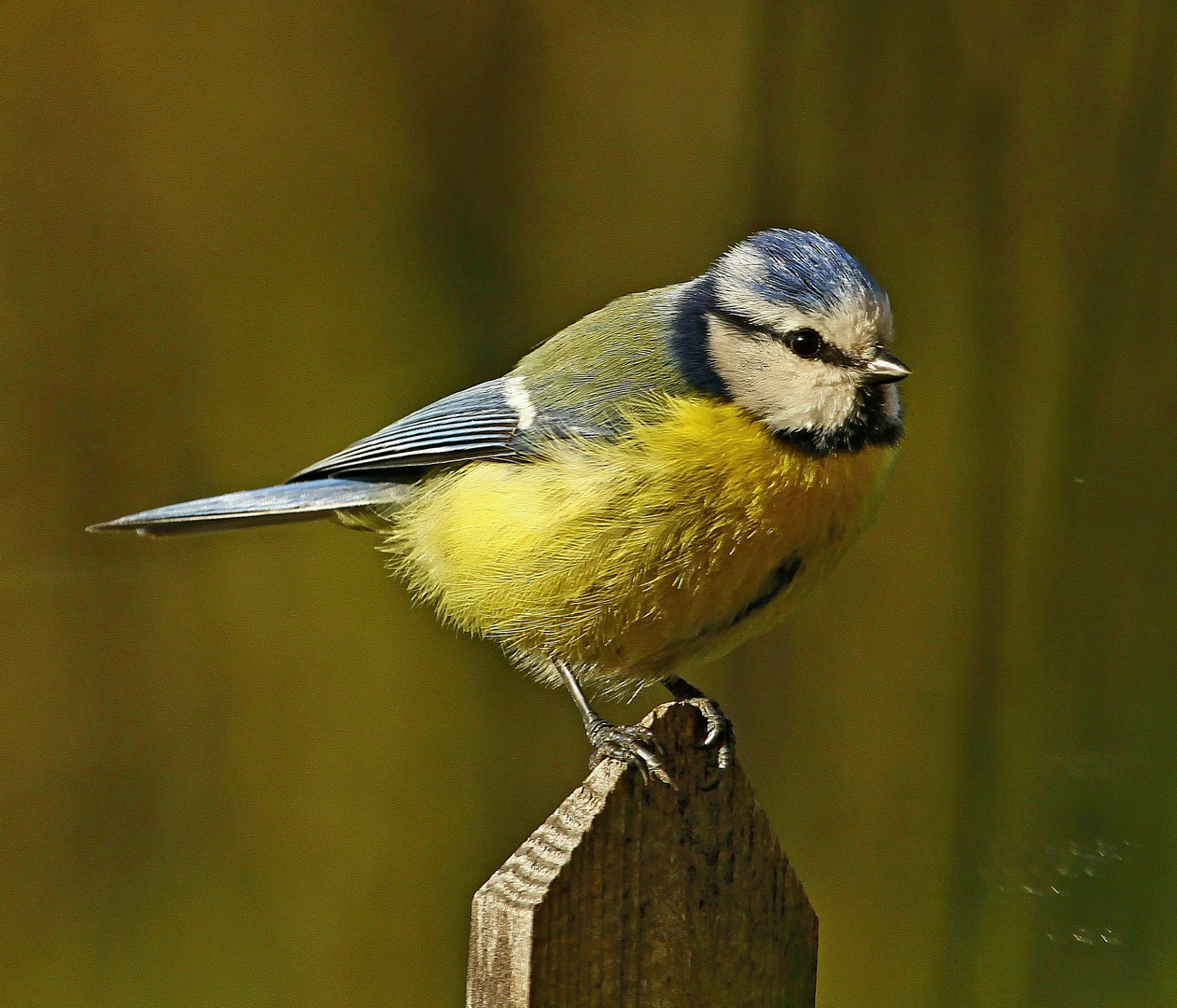 Blaumeise in der Morgensonne