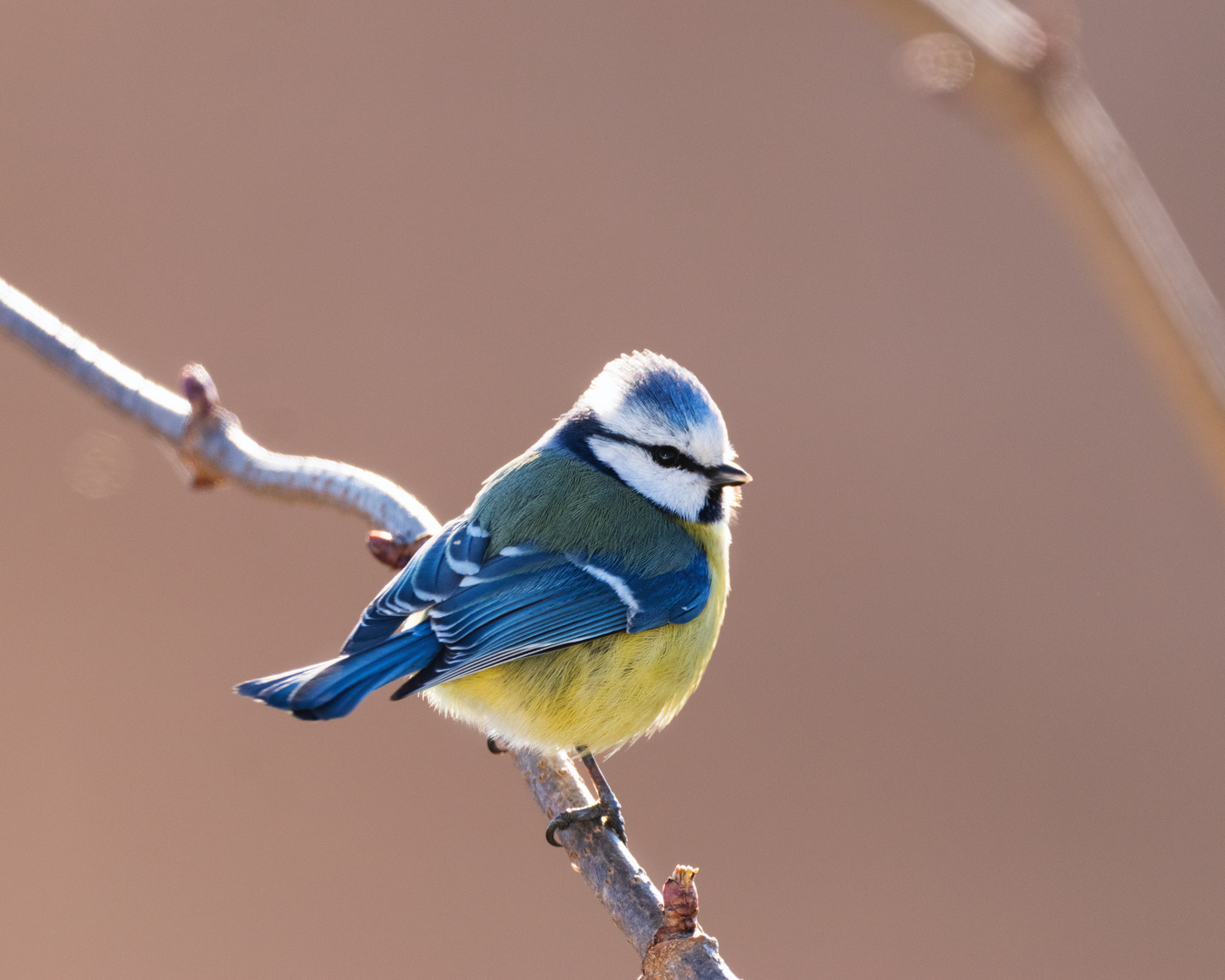  Blaumeise in der Morgensonne