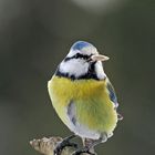 Blaumeise in der Nähe vom Futterplatz