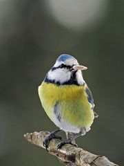 Blaumeise in der Nähe vom Futterplatz