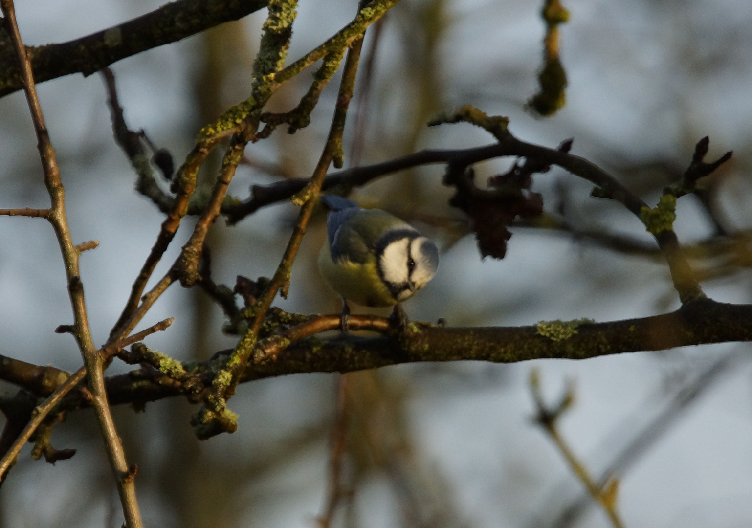 Blaumeise in der Natur