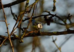 Blaumeise in der Natur