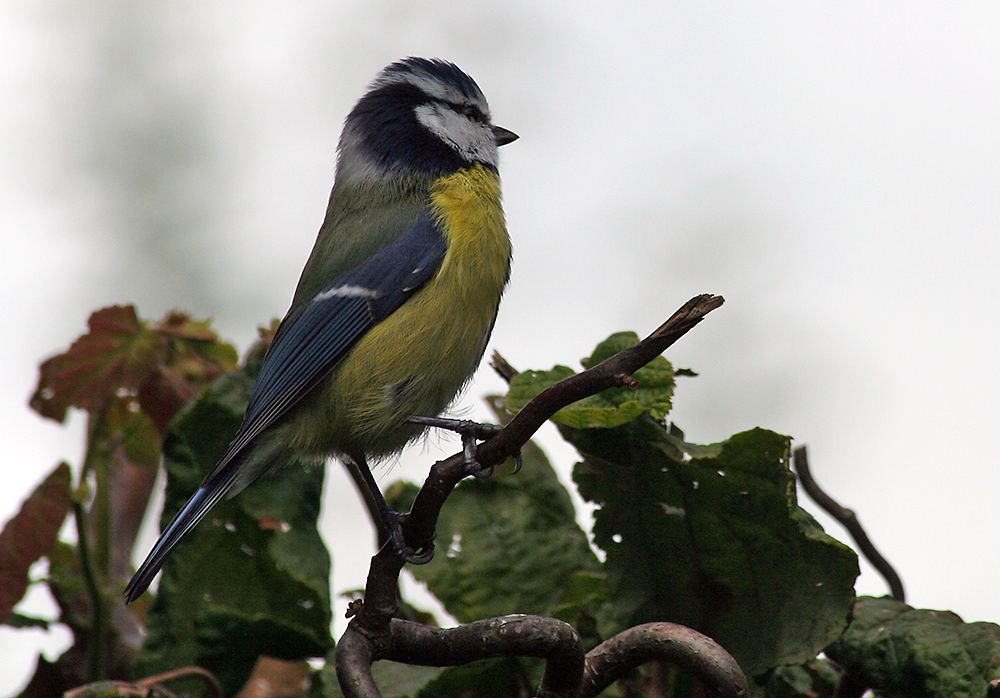 Blaumeise in der Warteschleife