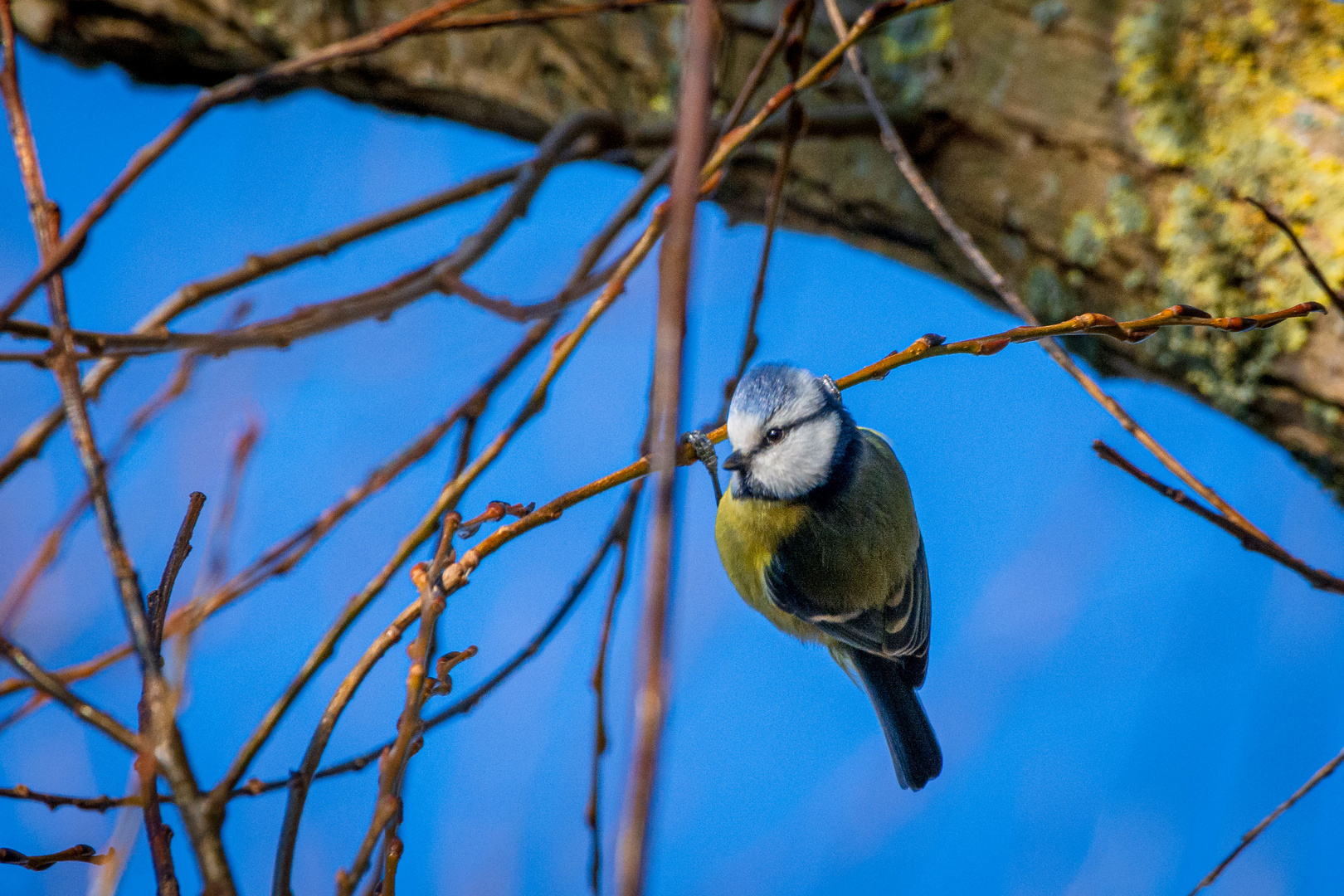 Blaumeise in hängender Position