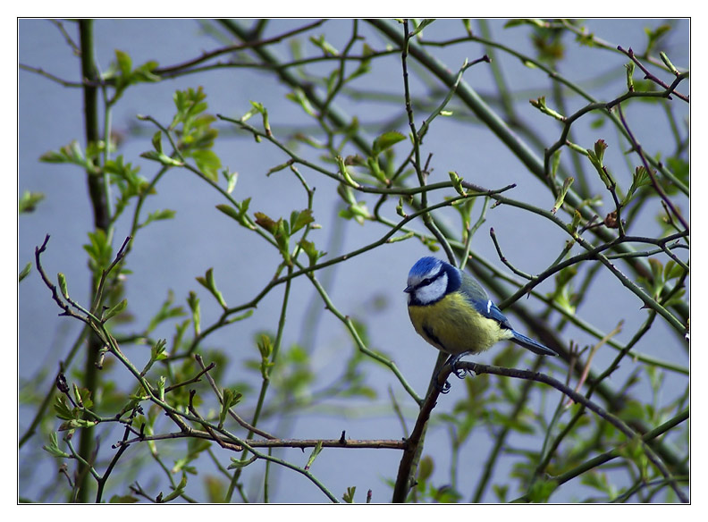 Blaumeise in Heckenrose