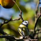  Blaumeise in herbstlichen Ambiente 