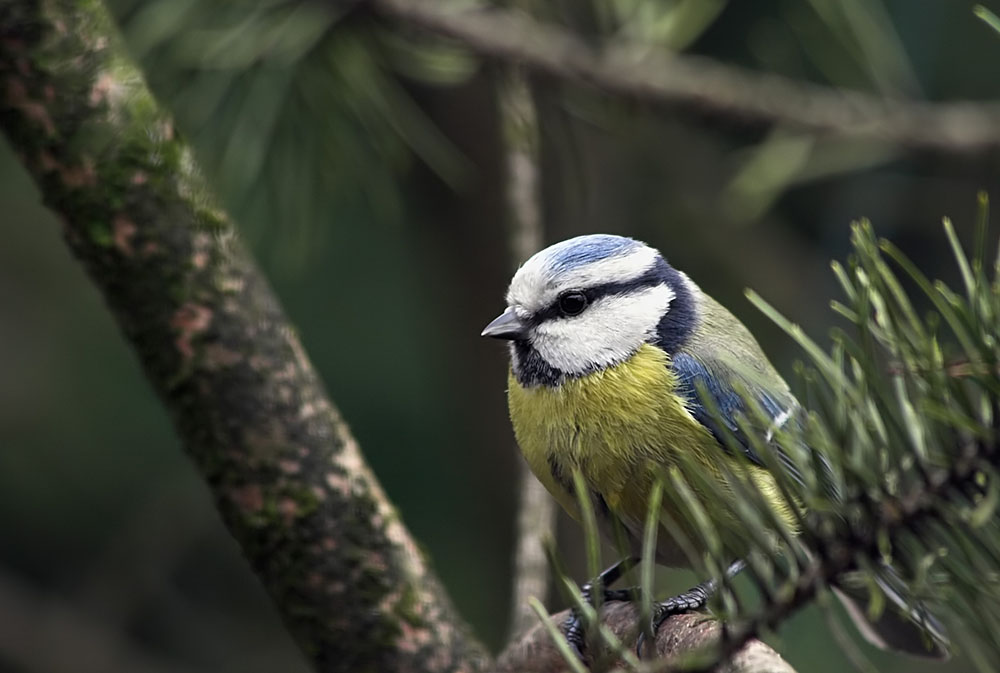 Blaumeise in ihrer natürlichen Umgebung