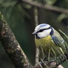 Blaumeise in ihrer natürlichen Umgebung