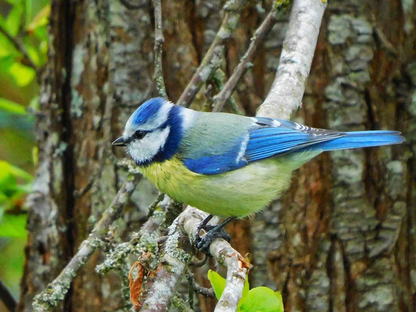 Blaumeise in meinem Garten