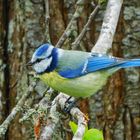 Blaumeise in meinem Garten