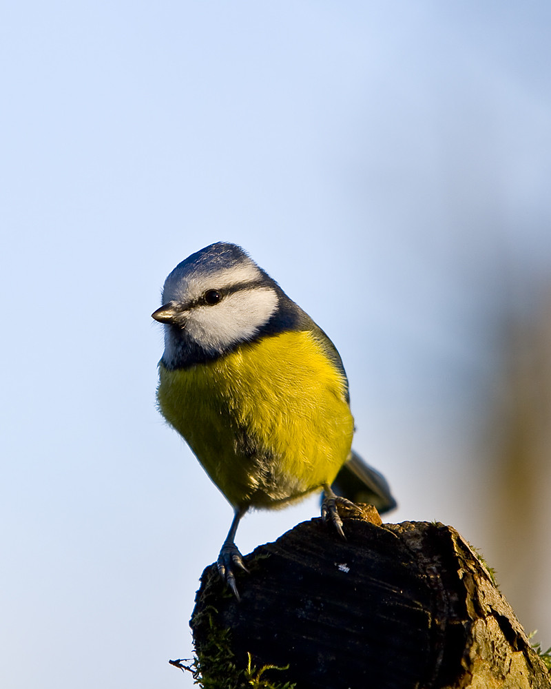 Blaumeise in Nachmittagsonne