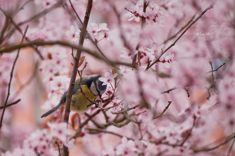 Blaumeise in Pink