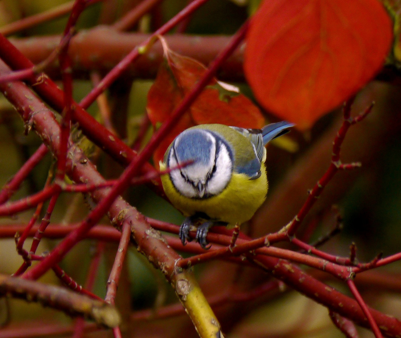 Blaumeise in rotem Habitat