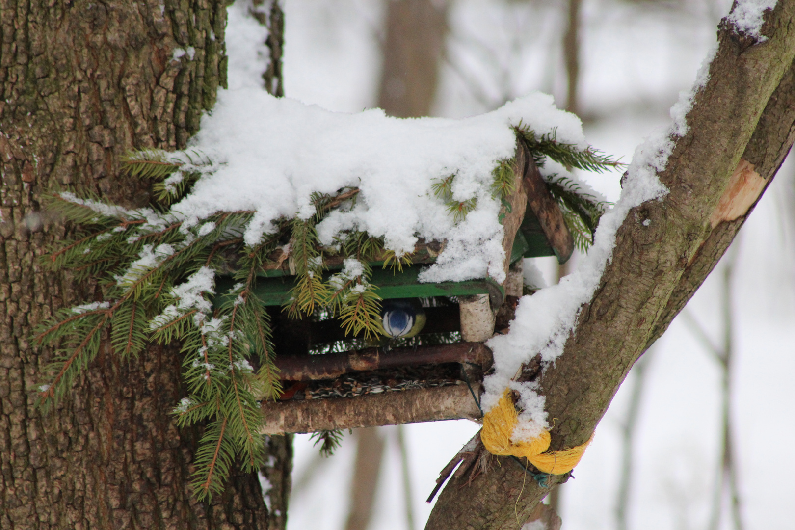 Blaumeise in Vogelhäuschen