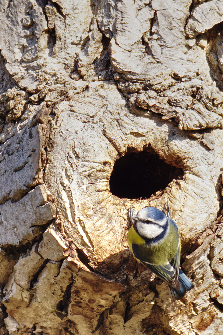 Blaumeise inspiziert Baumhöhle in Nussbaum