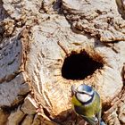 Blaumeise inspiziert Baumhöhle in Nussbaum