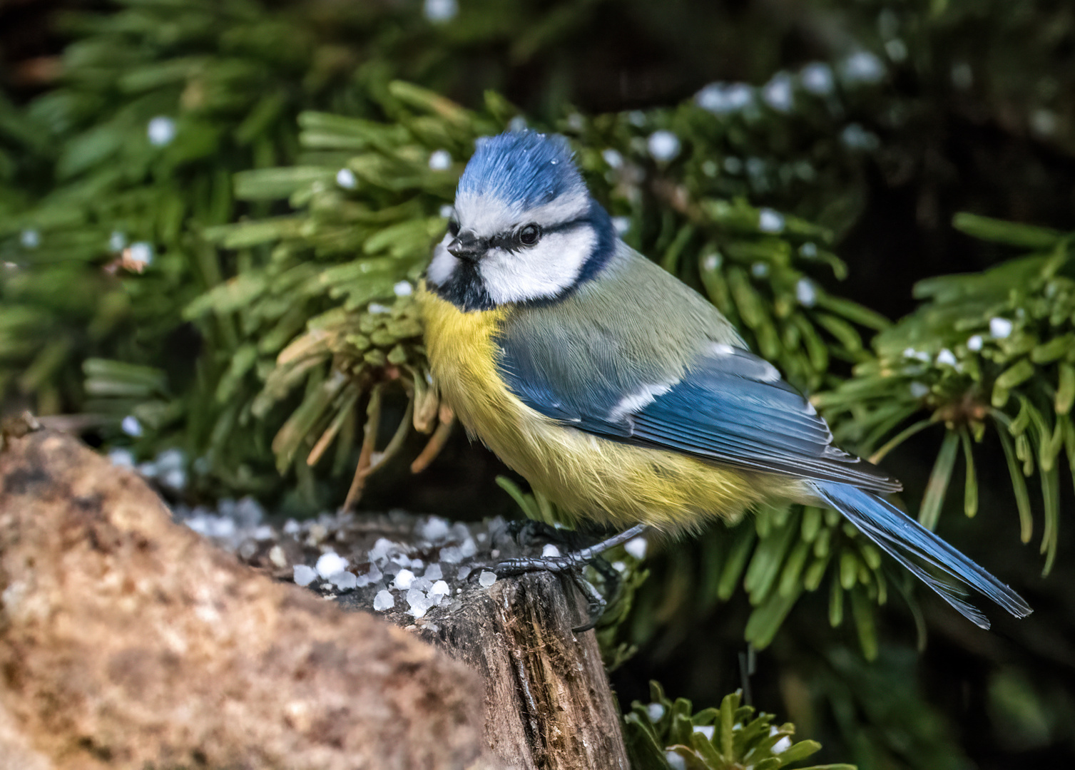 "BLAUMEISE" (ISO 8000)