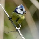 BLAUMEISE - JETZT IST FÜTTERN ANGESAGT