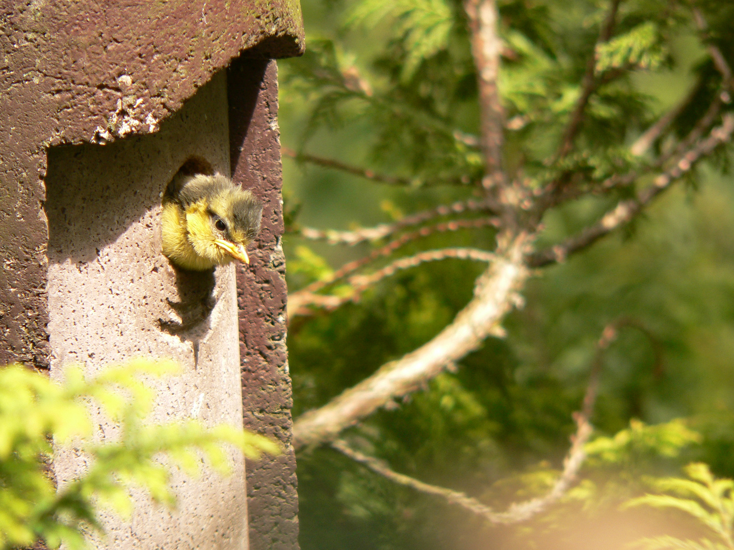 Blaumeise Jungvogel