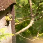 Blaumeise Jungvogel