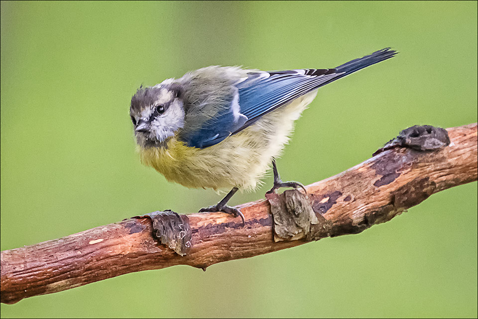 Blaumeise, junior