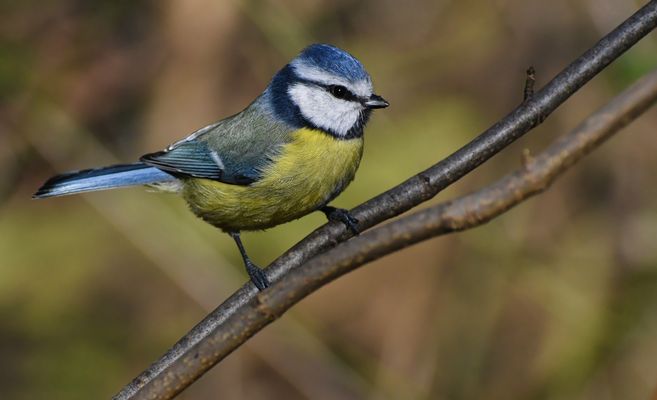 BLAUMEISE, KLEINE KÖNIGIN DES HIMMELS, ...