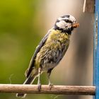 Blaumeise - kleiner Mann was nun?