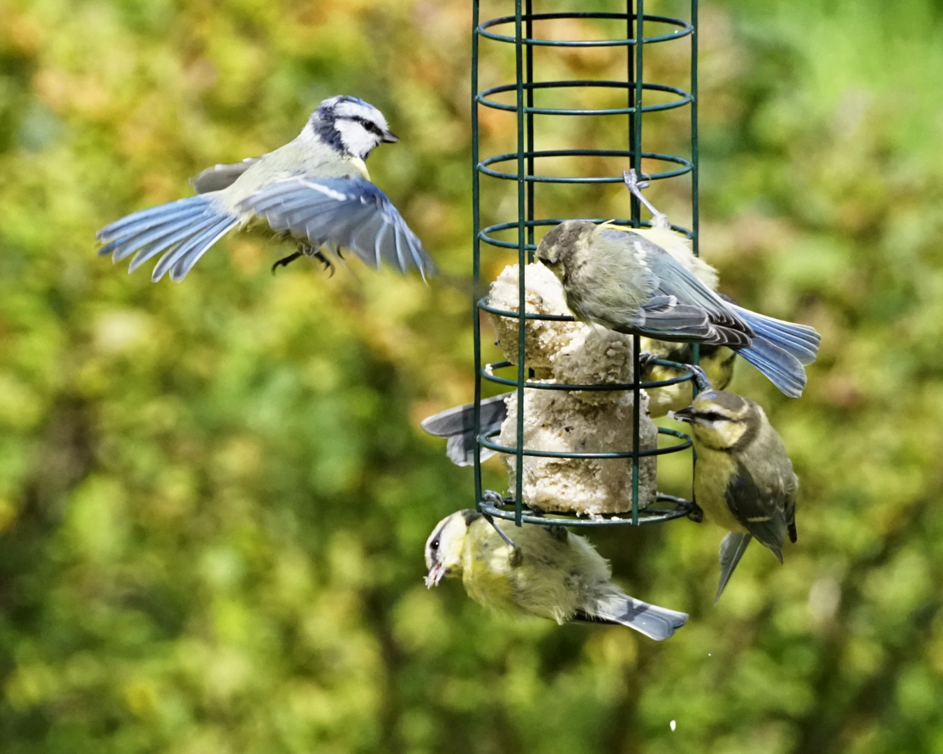 Blaumeise Landeanflug Meisenknödel