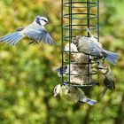 Blaumeise Landeanflug Meisenknödel