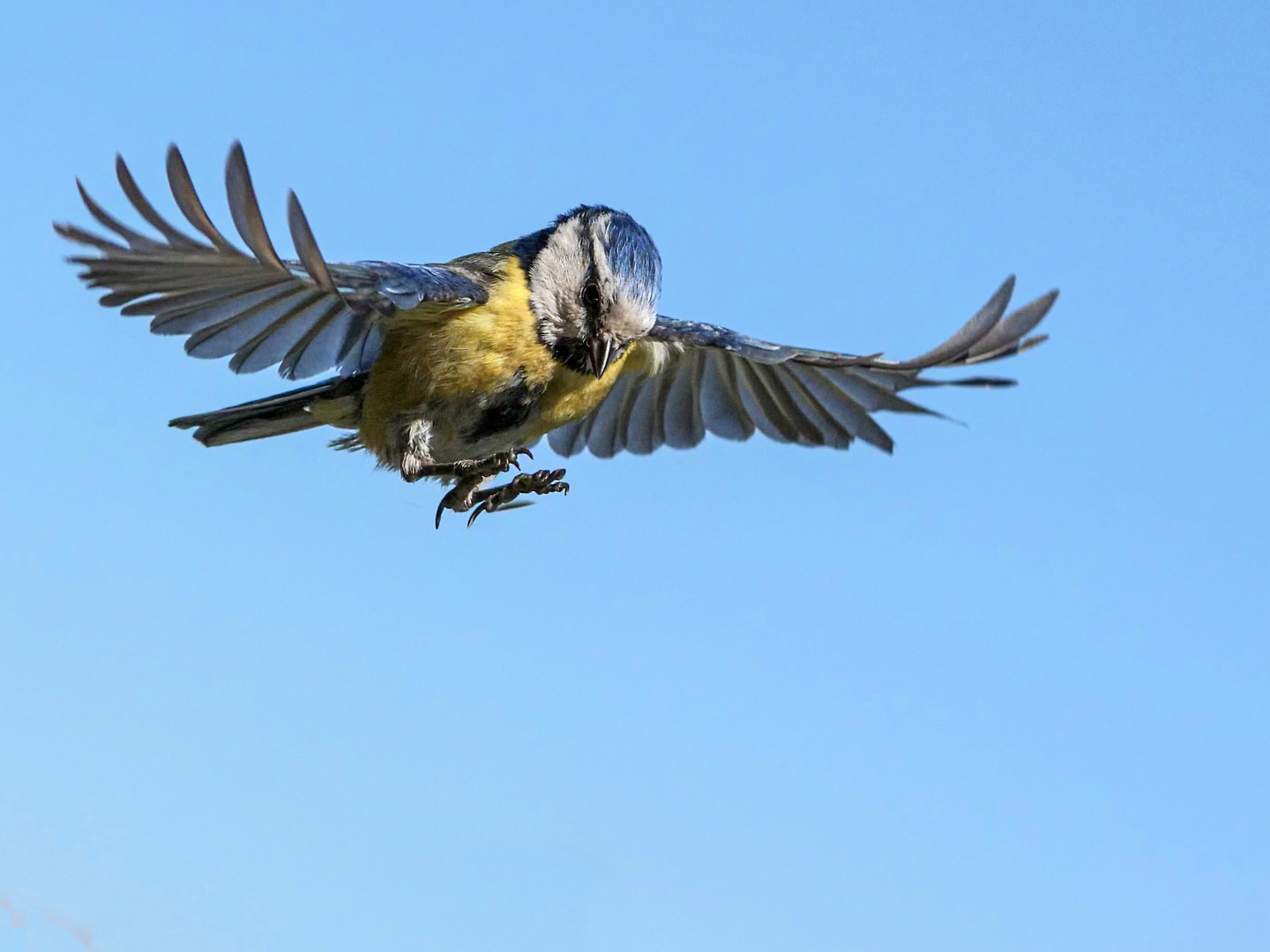 Blaumeise ( Landetiming )