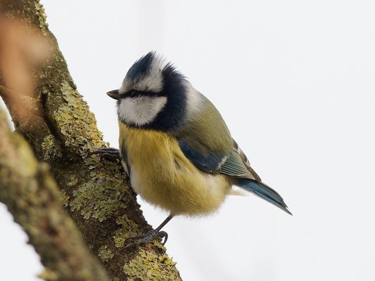 Blaumeise - leichte Sturmfrisur 