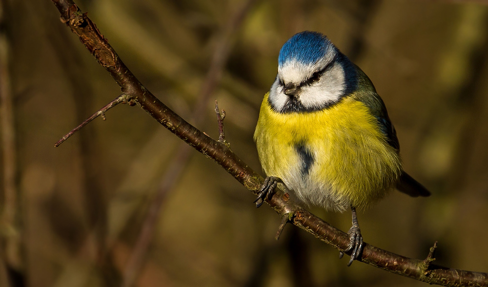 Blaumeise, leider schon wieder