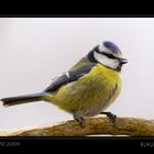 Blaumeise - "lichtfrei" fotografiert