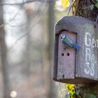 Blaumeise macht Hausbesichtigung