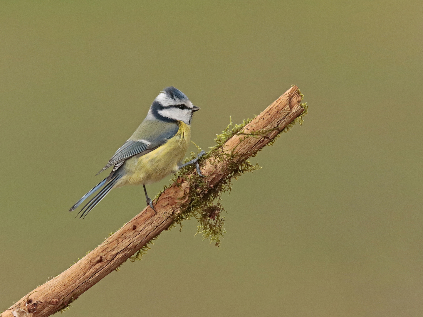 Blaumeise März