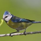 Blaumeise mit Abendessen