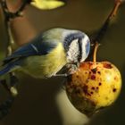 Blaumeise mit Äpfelchen