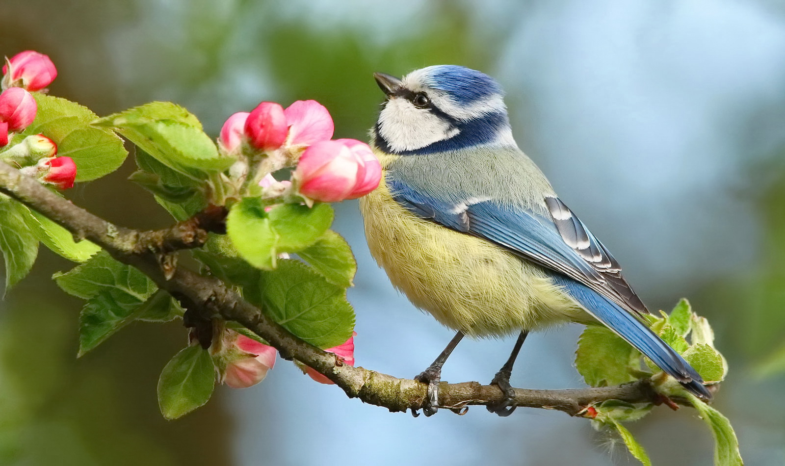 Blaumeise mit Apfelblüte