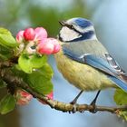 Blaumeise mit Apfelblüte