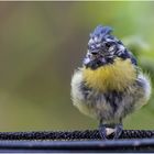 Blaumeise mit Ballettröckchen und Punkfrisur