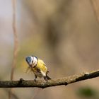 Blaumeise mit Baumaterial