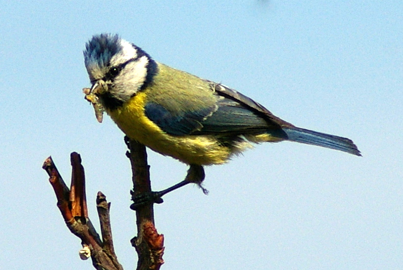 Blaumeise mit Beute